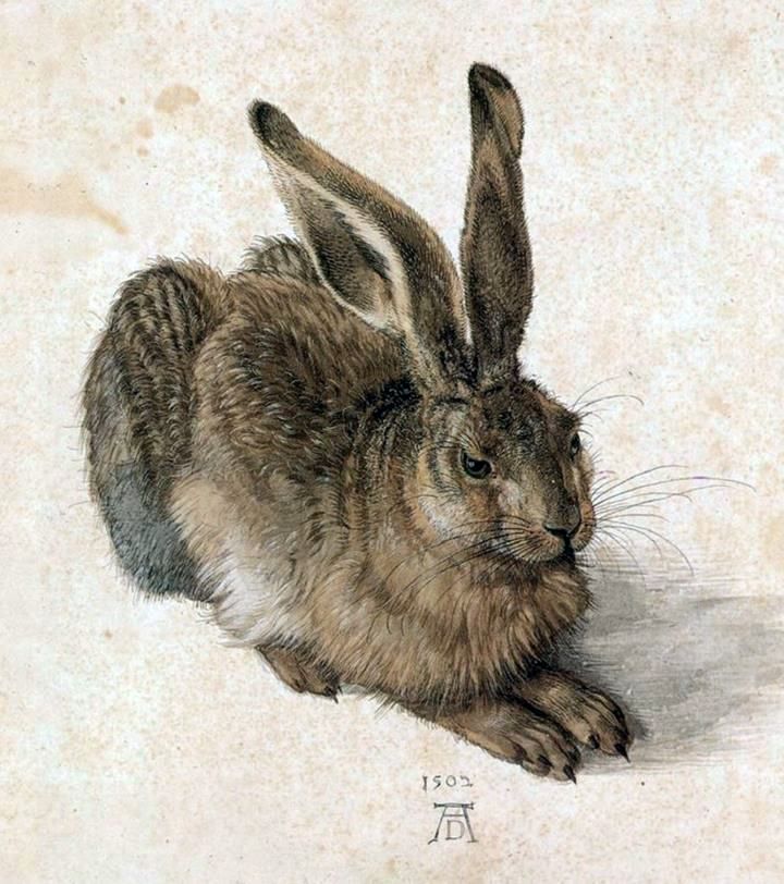 Tânără iepură   Albrecht Durer